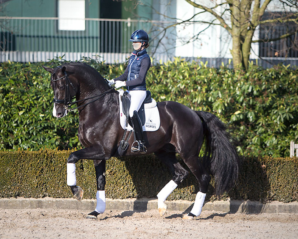 Everdale - Dressage Stallions